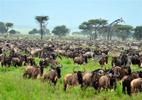 坦桑尼亚东非大草原safari旅游攻略_旅泊网