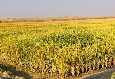 中国农业科学家在阿联酋沙漠中种出海水稻 - 丝路中国 - 中国网