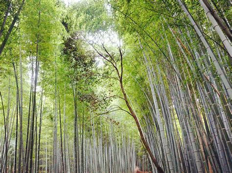 贵州省赤水有一个美丽的地方：赤水竹海国家森林公园