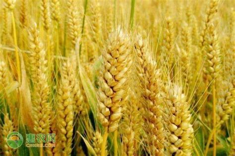 山东今天小麦价格多少钱一斤？附小麦最新行情走势 - 惠农网