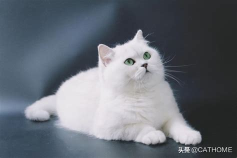 银渐层猫图片欣赏,猫的品种银渐层图片_大山谷图库
