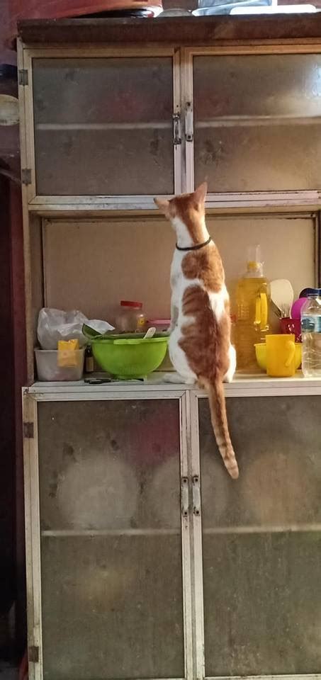 抓到一只偷翻柜子的猫....|柜子|猫_新浪新闻