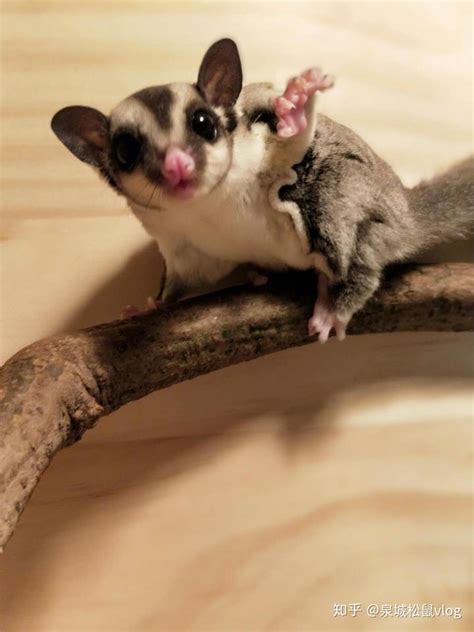 日本飞鼠和蜜袋鼯哪个好养（日本飞鼠和蜜袋鼯的区别） - 胖萌舍宠物网