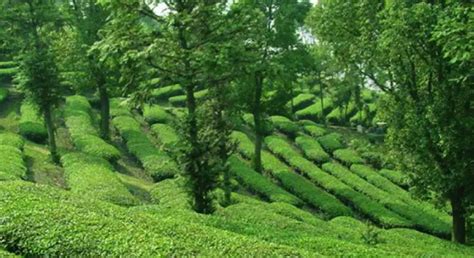 在云南澜沧县，有一座景迈山，那里有一片古茶园|云南|景迈山|古茶园_新浪新闻