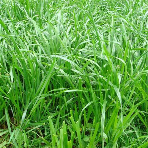 甜象草，新型高蛋白优质牧草，种植一次，收割7年__凤凰网