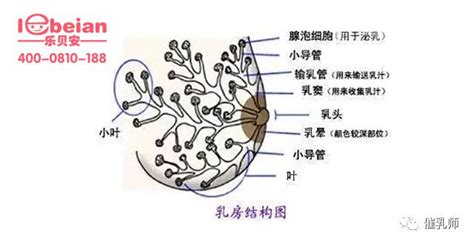 乳房结构图图片