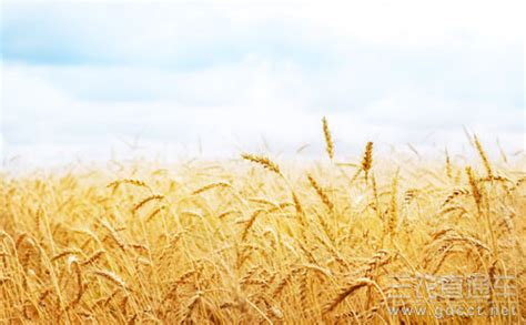 全国收获小麦1亿7千万亩 麦收进度超四成半 - 热点新闻 - 新农资360网|土壤改良|果树种植|蔬菜种植|种植示范田|品牌展播|农资微专栏