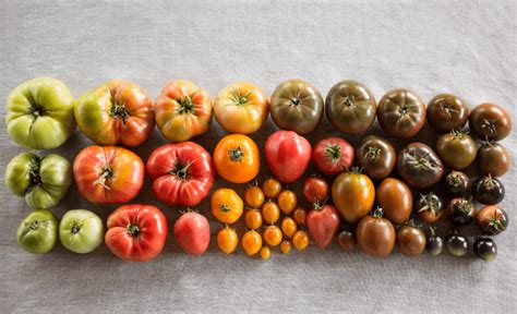用标准光源箱对番茄的颜色进行分类-3nh品牌安徽营销服务中心