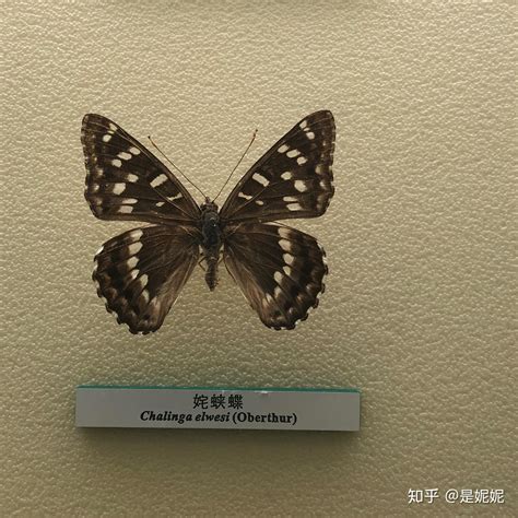 蝴蝶图鉴图片