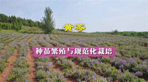黄芩种植技术-园林杂谈-长景园林网