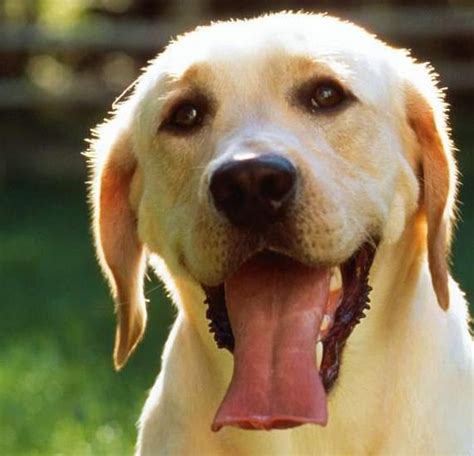 狗的叫声分别表示什么意思（狗8种叫声含义分析） - 胖萌舍宠物网