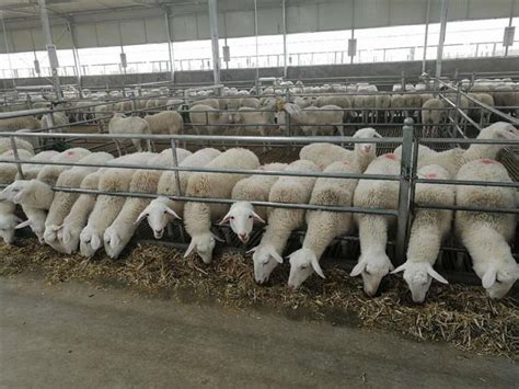 羊一年可以繁殖几次，母羊几个月能下崽?一年下几次崽?一次是一只还是几只|admin_人人点