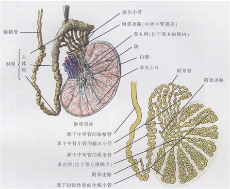 睾丸和附睾的内部结构-泌尿科学-医学