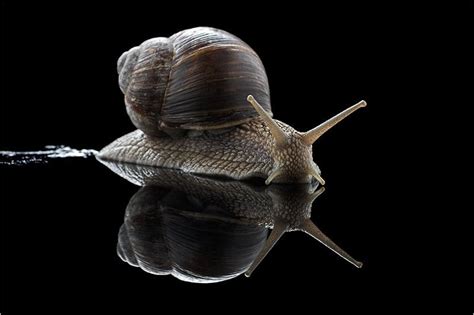 寄生蜗牛触角，控制蜗牛强行送命，僵尸蜗牛究竟有多恐怖？ - 知乎