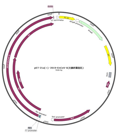 pCDNA3.1(+)-2019-HnCoV-S(人源密码子优化)真核新冠病毒S白 刺突糖蛋白 质粒-质粒载体-ATCC-DSM-CCUG-泰斯拓生物