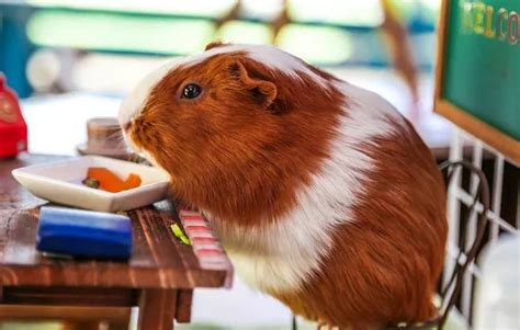 荷兰猪可以吃吗怎么做（荷兰猪能吃吗，荷兰猪为什么能吃，荷兰猪是什么动物） | 说明书网