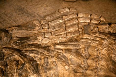 新疆地质博物馆迎来两条贵州龙化石 - 化石网