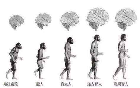 人猿演化,人猿进化,人猿图片演化_大山谷图库