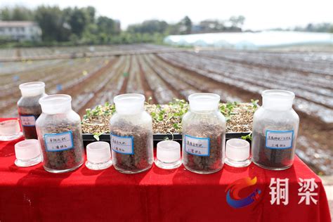 中国农技协科技小院联盟来铜调研蔬菜科技小院“铜梁模式”