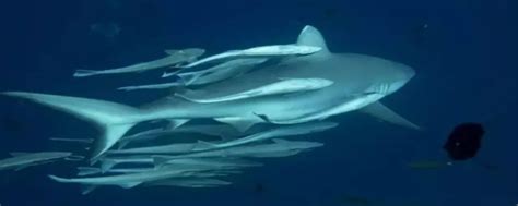 鲨鱼为什么怕海豚 鲨鱼为什么要一直游来游去-热聚社