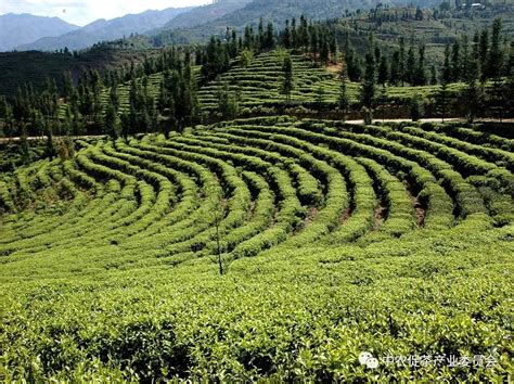 【喜迎茶叶节】给茶园再添“绿色”丨我县成功创建全国绿色食品原料（茶叶）标准化生产基地--松阳新闻网