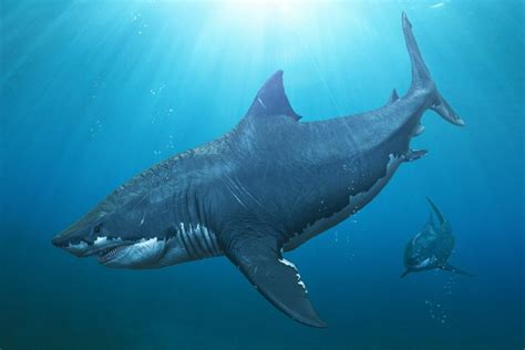 体型巨大的巨齿鲨高清图片下载-正版图片600303586-摄图网