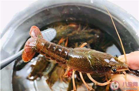 经常吃小龙虾对身体有害,经常吃野生小龙虾会对身体有哪些坏处 - 品尚生活网