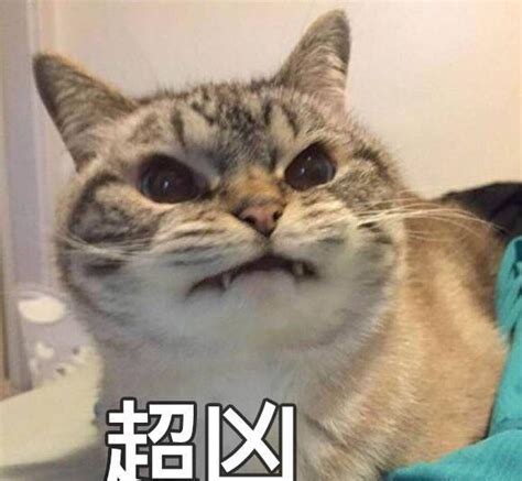 奶凶表情包图片