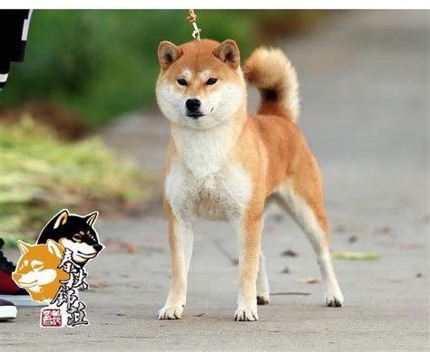 日本柴犬（Shiba）的历史、种类、DNA和名字由来 - 柴豆豆柴犬