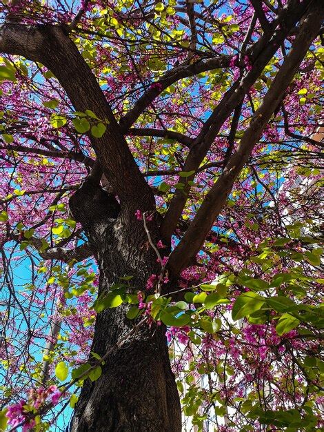 Árvore florescendo na primavera com flores cor de rosa | Foto Premium