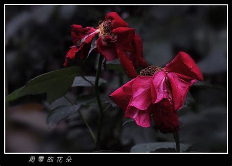 不凋零的花图片