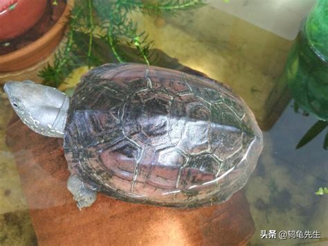 乌龟什么时候开始冬眠（乌龟冬眠与温度的关系） - 胖萌舍宠物网