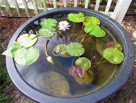 睡莲养在水缸里的技巧，比养盆栽花卉要简单多了