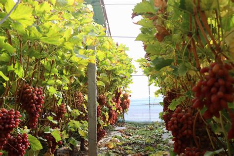 云南水果产业发展成效显著 种植面积和产量突破千万级- 园林资讯 - 园林网