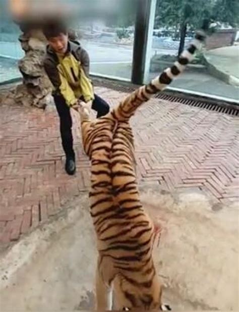 抚顺一动物园小老虎“越狱” 2分钟后被拖回_大辽网_腾讯网
