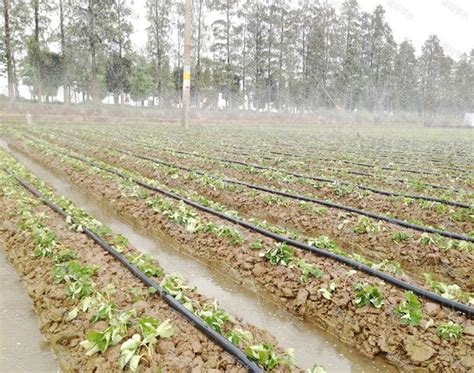 灌溉技术中微灌系统-山东博云现代农业科技有限公司