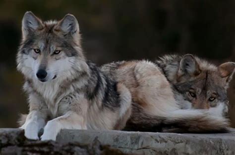 狼网 | 世界上最漂亮的狼：纽芬兰白狼排名第一(中国狼排第十)