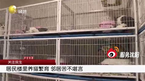 养猫怎么养才算合格，才能省？避坑入门指南 - 知乎