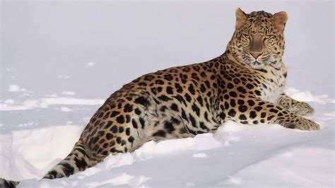 东北豹：猫科动物最稀有的代表全世界只有不到50只_腾讯视频