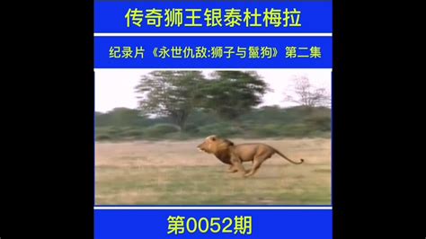 传奇狮王银泰杜梅拉纪录片《永世仇敌:狮子与鬣狗》第二集_高清1080P在线观看平台_腾讯视频
