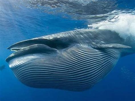 世界上最大的鲸鱼是什么鲸（蓝鲸究竟有多大？地球上有史以来，最大的生物是什么？） | 说明书网