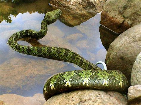 湖南最大的蛇,湖南蛇的种类(第4页)_大山谷图库