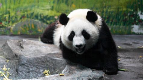 关于大熊猫有哪些有趣的故事？ - 知乎