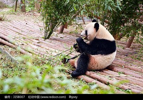 正在吃竹子的熊猫高清图片下载_红动网