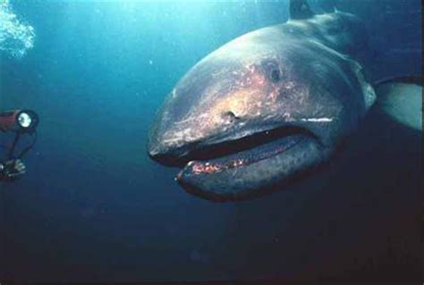 罕见巨口鲨现身日本 罕见巨口鲨现身日本详情_知秀网