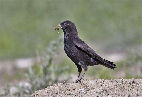 一只长着黄色喙的黑鸟坐在鸟食之间地面的栅栏高清图片下载-正版图片505318498-摄图网