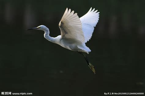 贵州鸟类——大白鹭 - 中国自然保护区生物标本资源共享平台