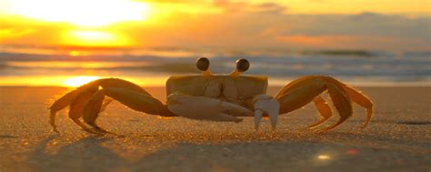 梦见活螃蟹是什么预兆 梦见活螃蟹是什么意思 - 万年历
