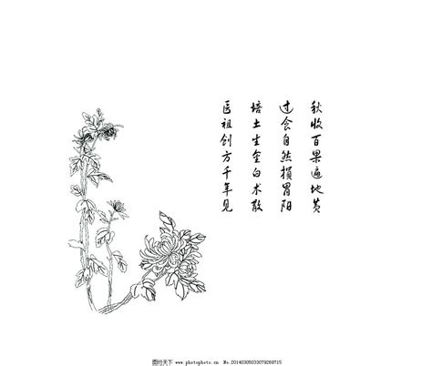 描写菊花的诗句有哪些-百度经验