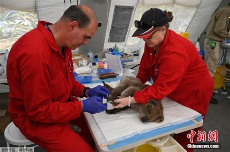 澳袋鼠岛野生动物园救治300多受伤野生动物_新浪图片
